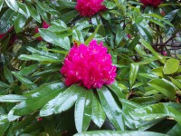 /album/materialvegetal/a021-jpg1/