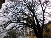 /album/materialvegetal/a006-jpg/